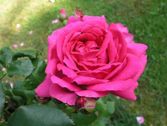  Róża Wielkokwiatowa 'Rosa'  Criterion - zdjęcie główne