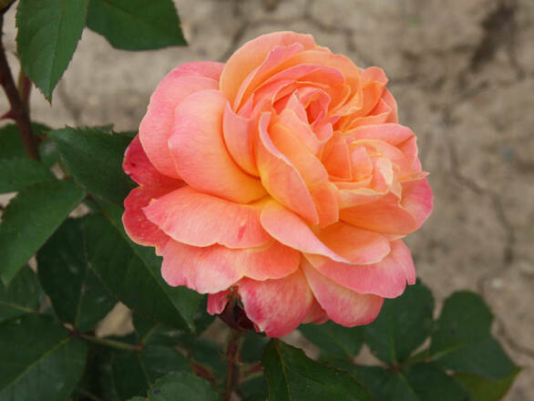 Róża Rabatowa 'Rosa multiflora' Pomarańczowa - zdjęcie główne