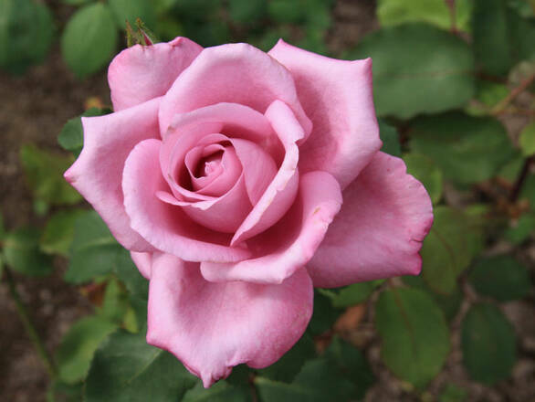  Róża Rabatowa 'Rosa multiflora' Różowa - zdjęcie główne