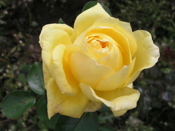  Róża Wielkokwiatowa 'Rosa' Żółta - zdjęcie główne