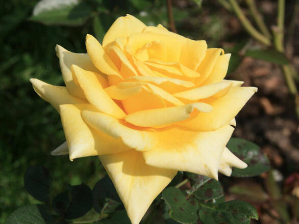  Róża Wielkokwiatowa 'Rosa' Żółta Pachnąca - zdjęcie główne