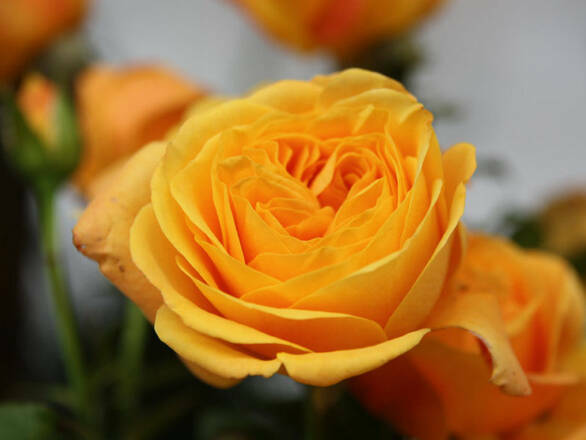  Róża Wielkokwiatowa 'Rosa' Żółta Rozetowa - zdjęcie główne