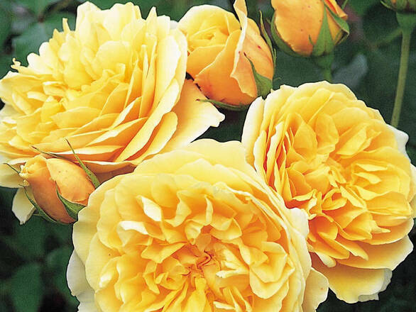  Róża Rabatowa 'Rosa multiflora' Żółta - zdjęcie główne