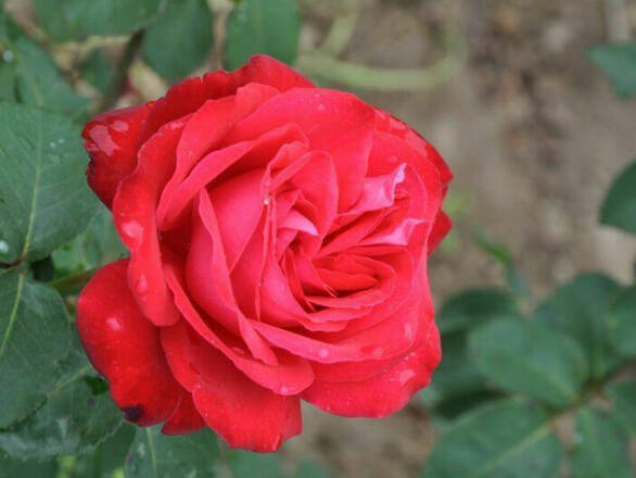  Róża Wielkokwiatowa 'Rosa'  Fulugrante - zdjęcie główne