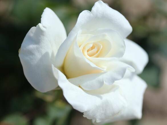  Róża Wielkokwiatowa 'Rosa'  Virgo - zdjęcie główne