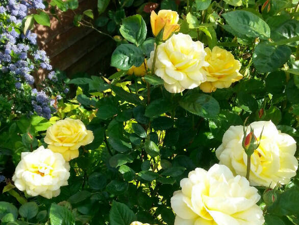  Róża Wielkokwiatowa 'Rosa'  Artur - zdjęcie główne