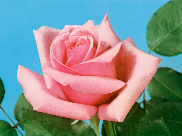  Róża Wielkokwiatowa 'Rosa'  Karolina - zdjęcie główne