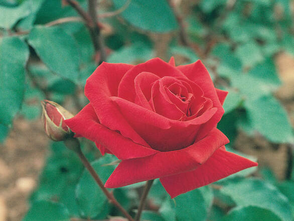  Róża Wielkokwiatowa 'Rosa'  Ena Harknes - zdjęcie główne