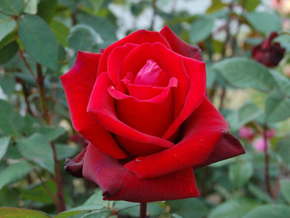  Róża Wielkokwiatowa 'Rosa'  Lichter Loch - zdjęcie główne