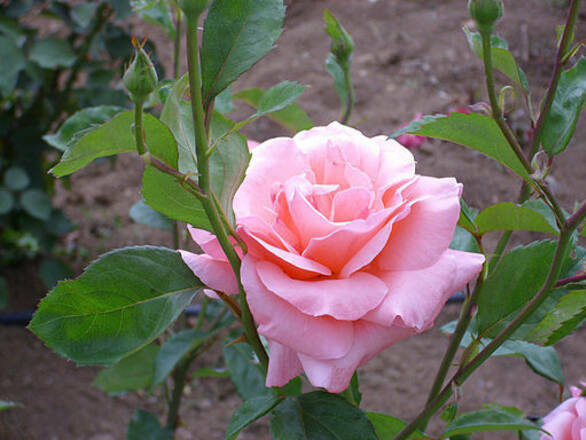 Róża Wielkokwiatowa 'Rosa' Queen Elizabeth - zdjęcie główne