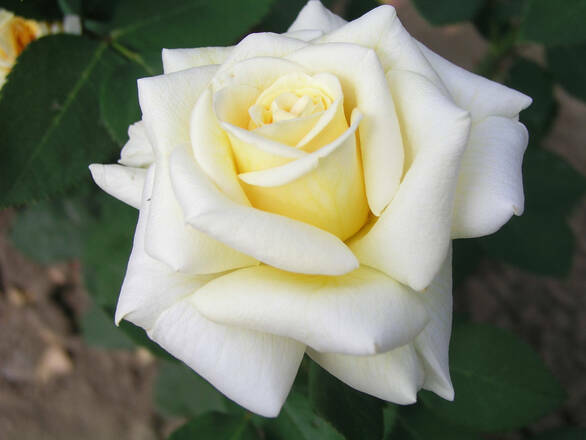  Róża Wielkokwiatowa 'Rosa'  Polar - Biała  z żółtym - zdjęcie główne