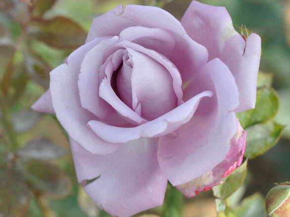  Róża Pnąca 'Rosa arvensis'  Indigolette - zdjęcie główne