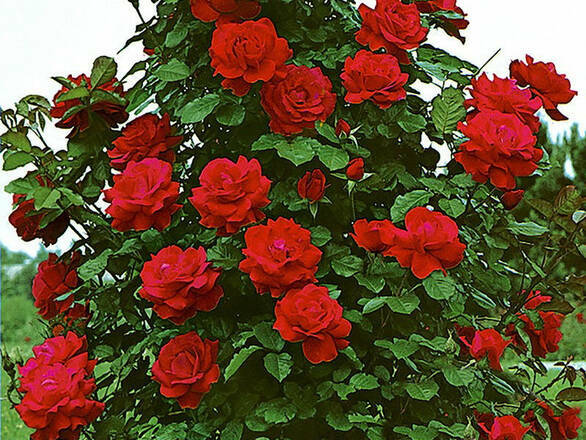  Róża Pnąca 'Rosa arvensis'  Muszimara - zdjęcie główne