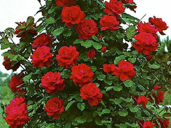Róża Pnąca 'Rosa arvensis' Muszimara - zdjęcie główne
