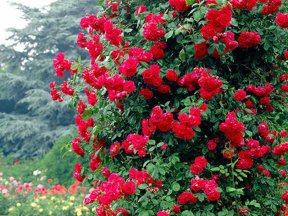  Róża Pnąca 'Rosa arvensis'  Paul Scarlet - zdjęcie główne