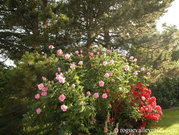 Róża Pnąca 'Rosa arvensis'  Eliffel - zdjęcie główne