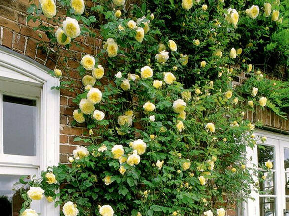  Róża Pnąca 'Rosa arvensis'  Golden Shower - zdjęcie główne