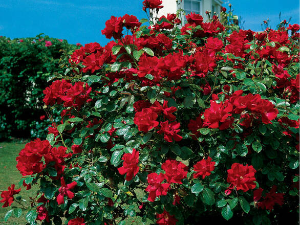  Róża Pnąca 'Rosa arvensis'  Don Juan - zdjęcie główne