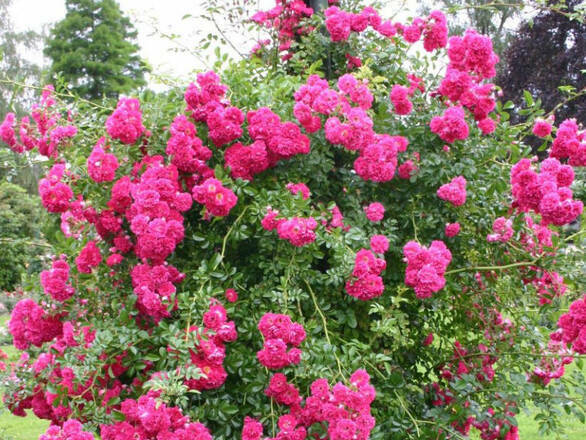  Róża Pnąca 'Rosa arvensis'  Excelsa - zdjęcie główne