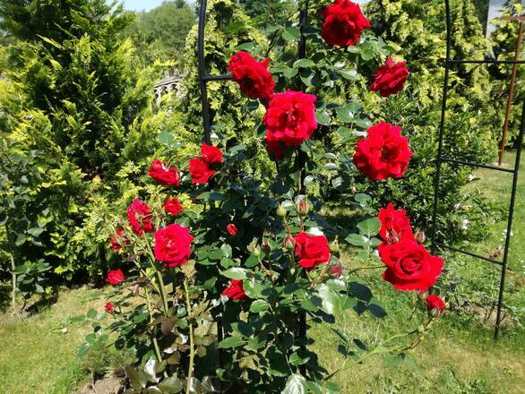  Róża Pnąca 'Rosa arvensis'  Czerwona Pergolowa Pełna - zdjęcie główne