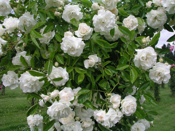  Róża Pnąca 'Rosa arvensis' Biała - zdjęcie główne