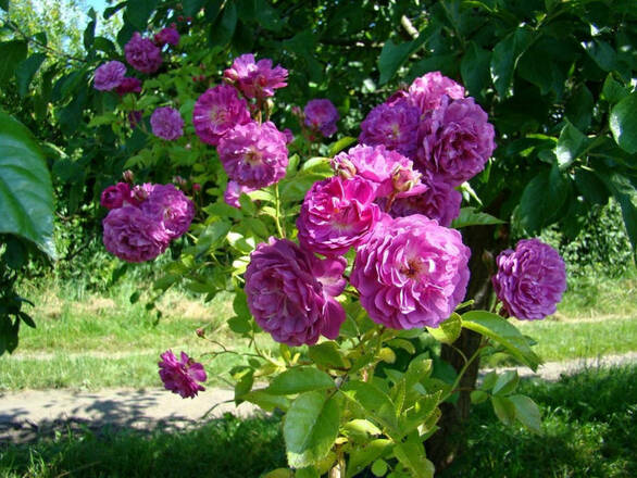 Róża Pnąca 'Rosa arvensis' Biskupia - zdjęcie główne