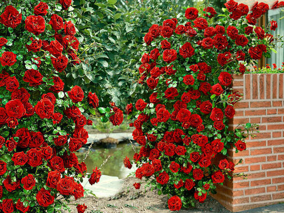  Róża Pnąca 'Rosa arvensis' Czerwona Stożek - zdjęcie główne