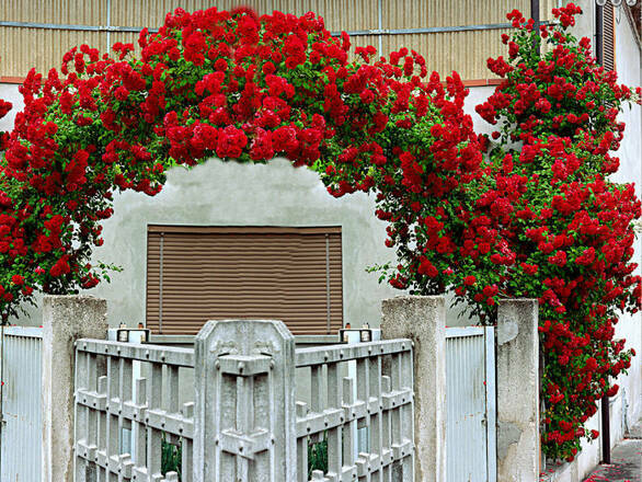  Róża Pnąca 'Rosa arvensis' Czerwona Pergola - zdjęcie główne