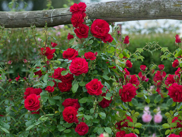  Róża Pnąca 'Rosa arvensis' Czerwona Szalkowata - zdjęcie główne