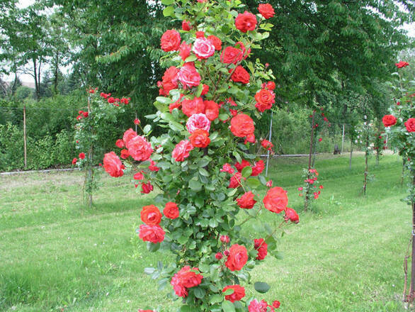 Róża Pnąca 'Rosa arvensis' Czerwona Słup - zdjęcie główne