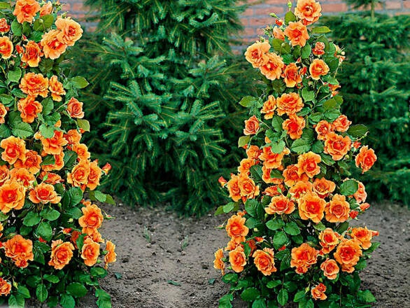  Róża Pnąca 'Rosa arvensis'  Pomarańczowa Stożek - zdjęcie główne