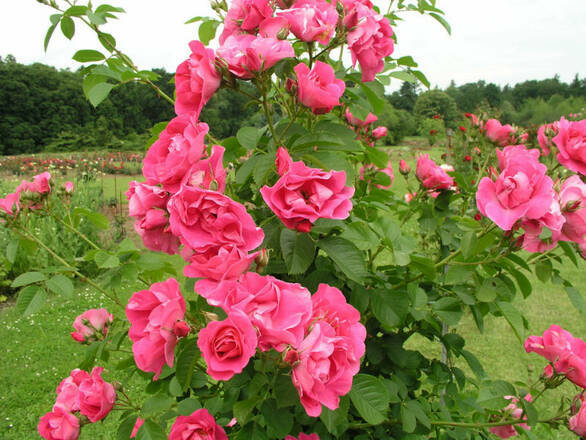  Róża Pnąca 'Rosa arvensis'  Różowa - zdjęcie główne