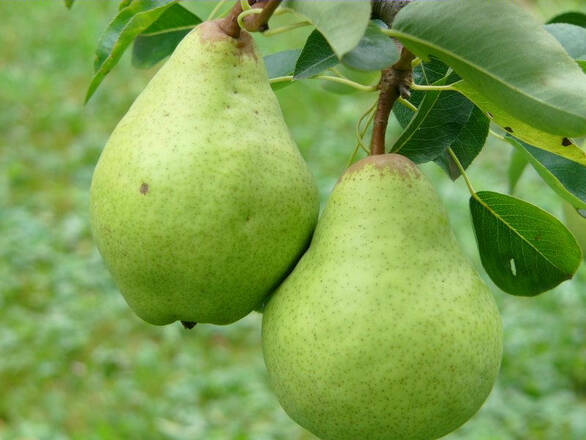 Grusza karłowa 'Pyrus communis' Paryżanka - zdjęcie główne