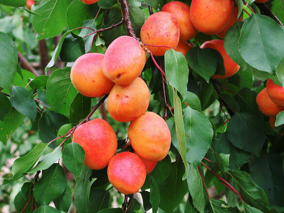  Morela karłowa 'Prunus armeniaca' Benda - zdjęcie główne