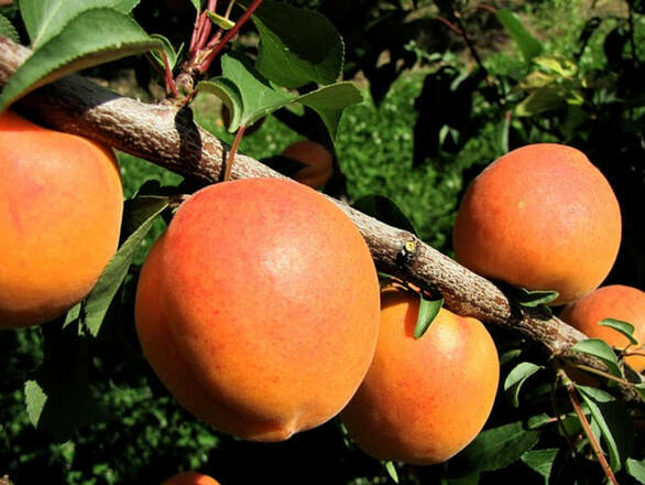 Morela karłowa 'Prunus armeniaca' Dobrzyńska - zdjęcie główne