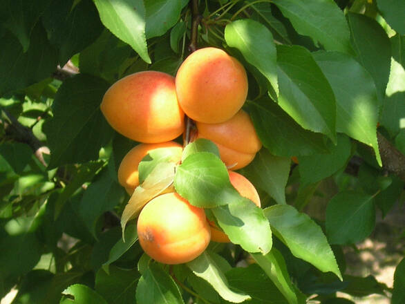  Morela karłowa 'Prunus armeniaca' Somo - zdjęcie główne