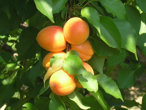 Morela karłowa 'Prunus armeniaca' Somo - zdjęcie główne