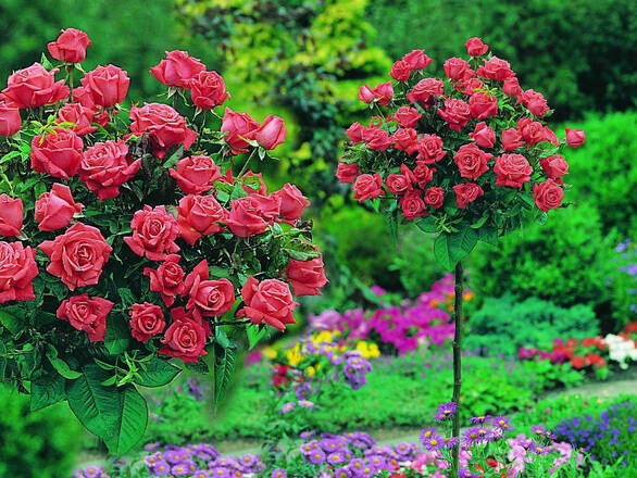  Róża Pienna 'Rosa' Różowa / I gatunek 2 oczka   - zdjęcie główne