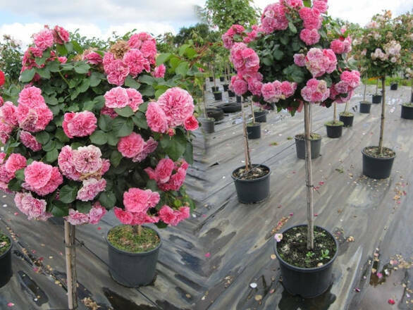  Róża Pienna 'Rosa' Różowa Angielska / I gatunek 2 oczka   - zdjęcie główne