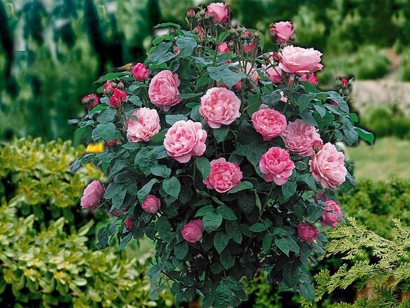  Róża Pienna 'Rosa' Różowa Duży Kwiat / I gatunek 2 oczka   - zdjęcie główne
