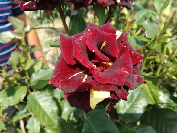  Róża Pienna 'Rosa' Dwukolorowa   1 oczko    - zdjęcie główne