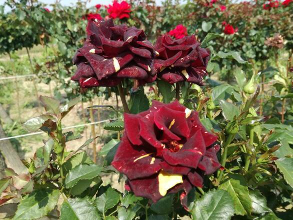 Róża Pienna 'Rosa' Dwukolorowa 2 oczko - zdjęcie główne