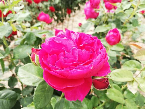  Róża Pienna 'Rosa' Ciemny Róż  Piwoniowa - zdjęcie główne