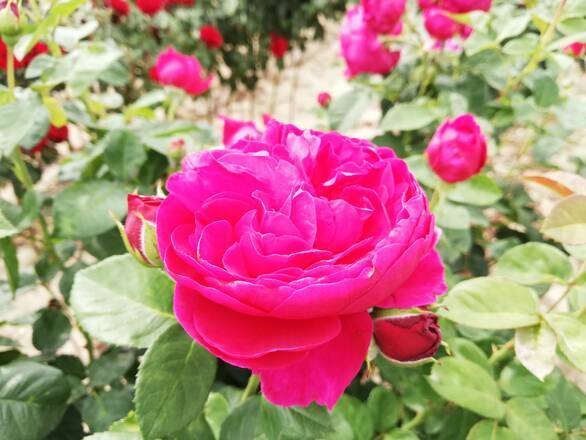 Róża Pienna 'Rosa' Ciemny Róż Piwoniowa - zdjęcie główne