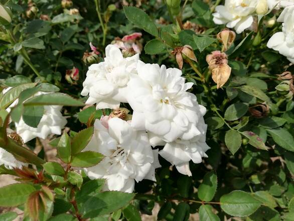  Róża Pienna 'Rosa' Biała Miniaturka - zdjęcie główne
