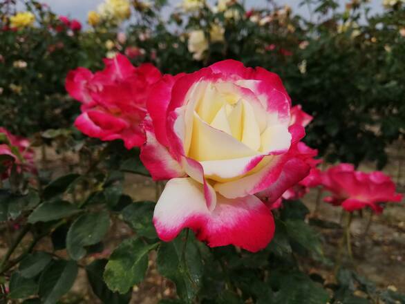  Róża Pienna 'Rosa' Bordowo-Żółta Dwukolorowa - zdjęcie główne