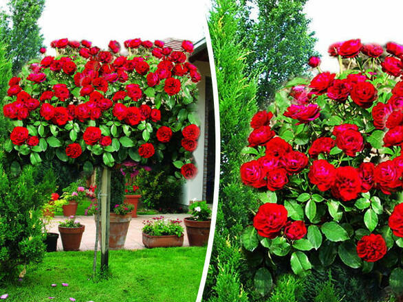  Róża Pienna 'Rosa' Koralowa - Czerwona - zdjęcie główne