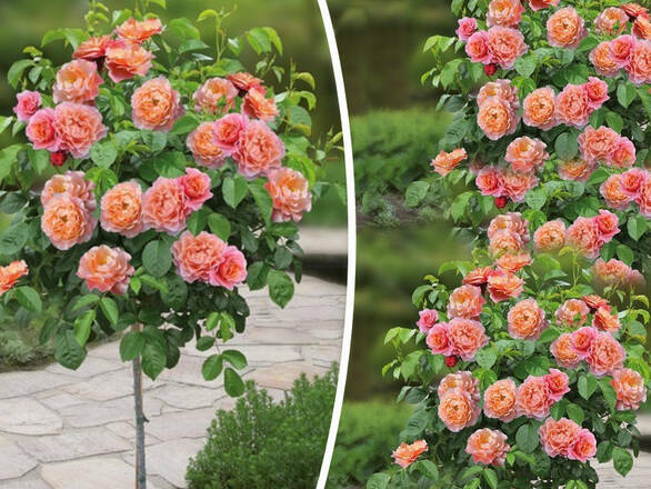  Róża Pienna 'Rosa' Pomarańczowa - zdjęcie główne