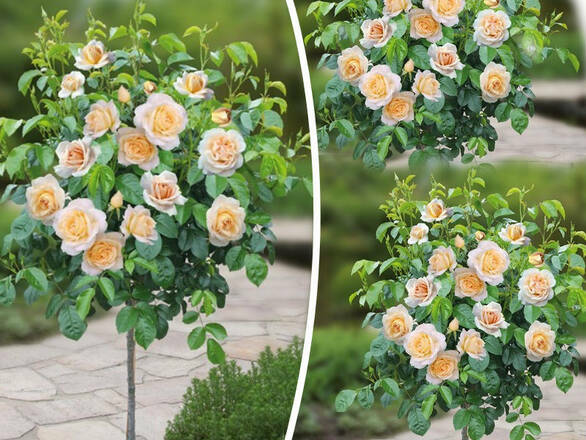  Róża Pienna 'Rosa' Herbaciana - zdjęcie główne