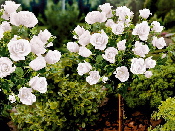  Róża Pienna 'Rosa' Biała  / I gatunek 2 oczka - zdjęcie główne